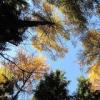 2015 10 31 Wzgórza Lewińskie